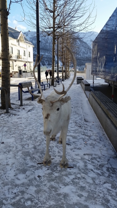 I Tromsøs gater kan man også støte på reinsdyr. De er turistvennlige, og står helt i ro når man vil fotografere dem.